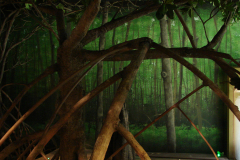 Mangrove forest