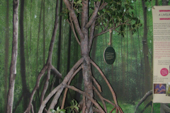 Mangrove forest